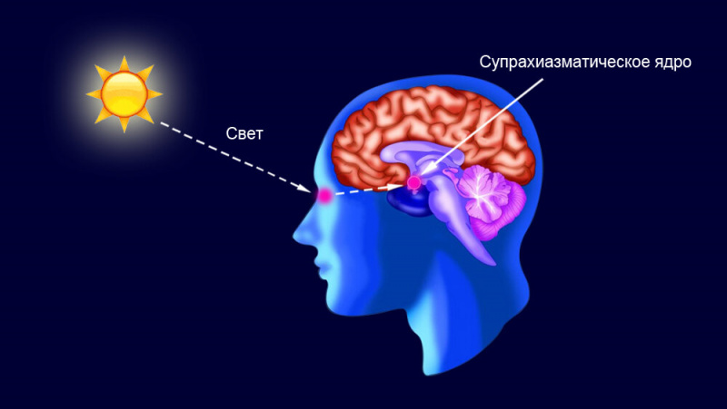 Влияние света на организм человека